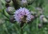 Andrena sp.